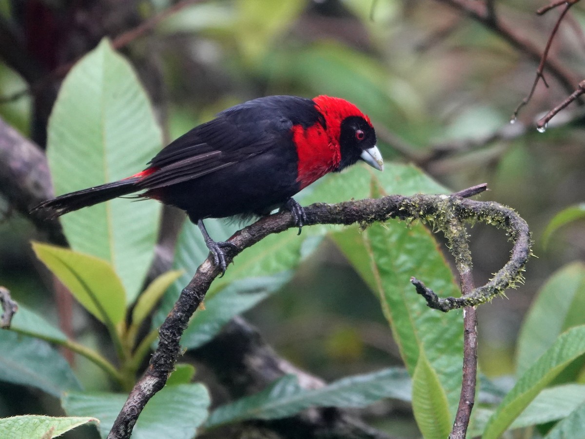 Crimson-collared Tanager - ML645866703