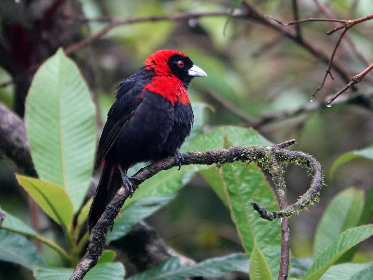 Crimson-collared Tanager - ML645866704