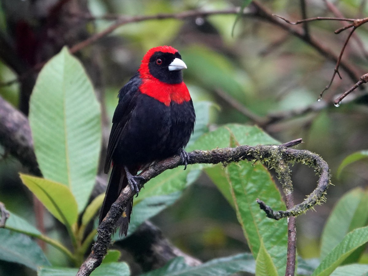 Crimson-collared Tanager - ML645866705
