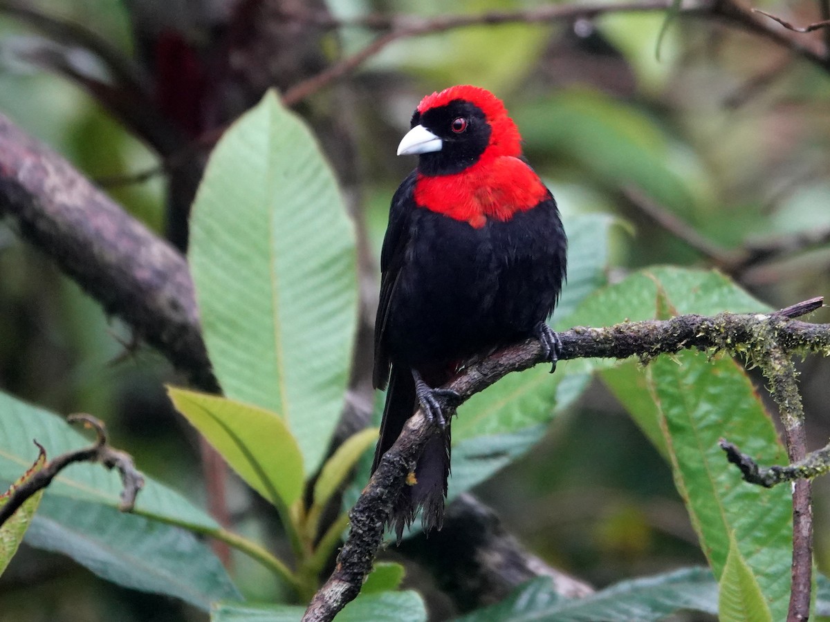 Crimson-collared Tanager - ML645866706