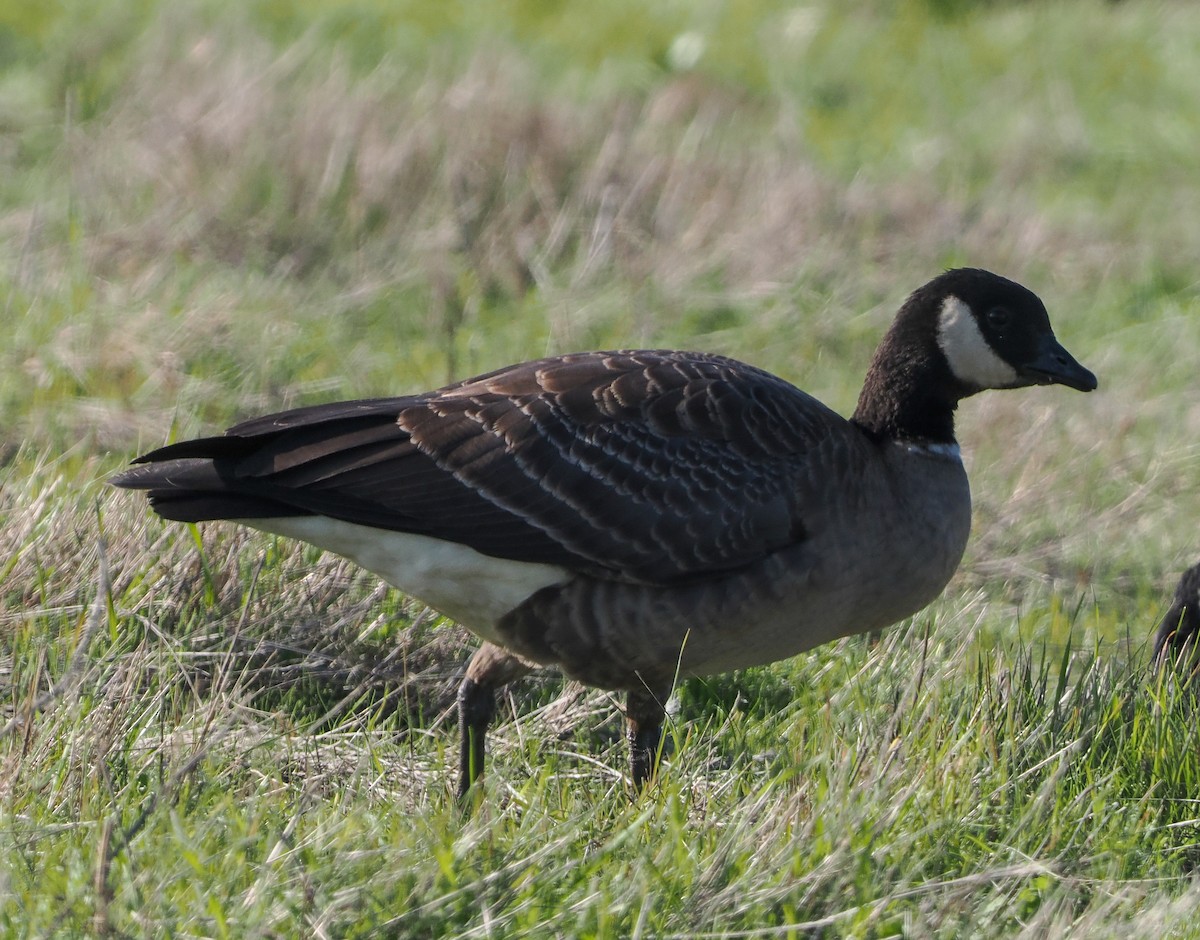 Cackling Goose (Aleutian) - ML645866715