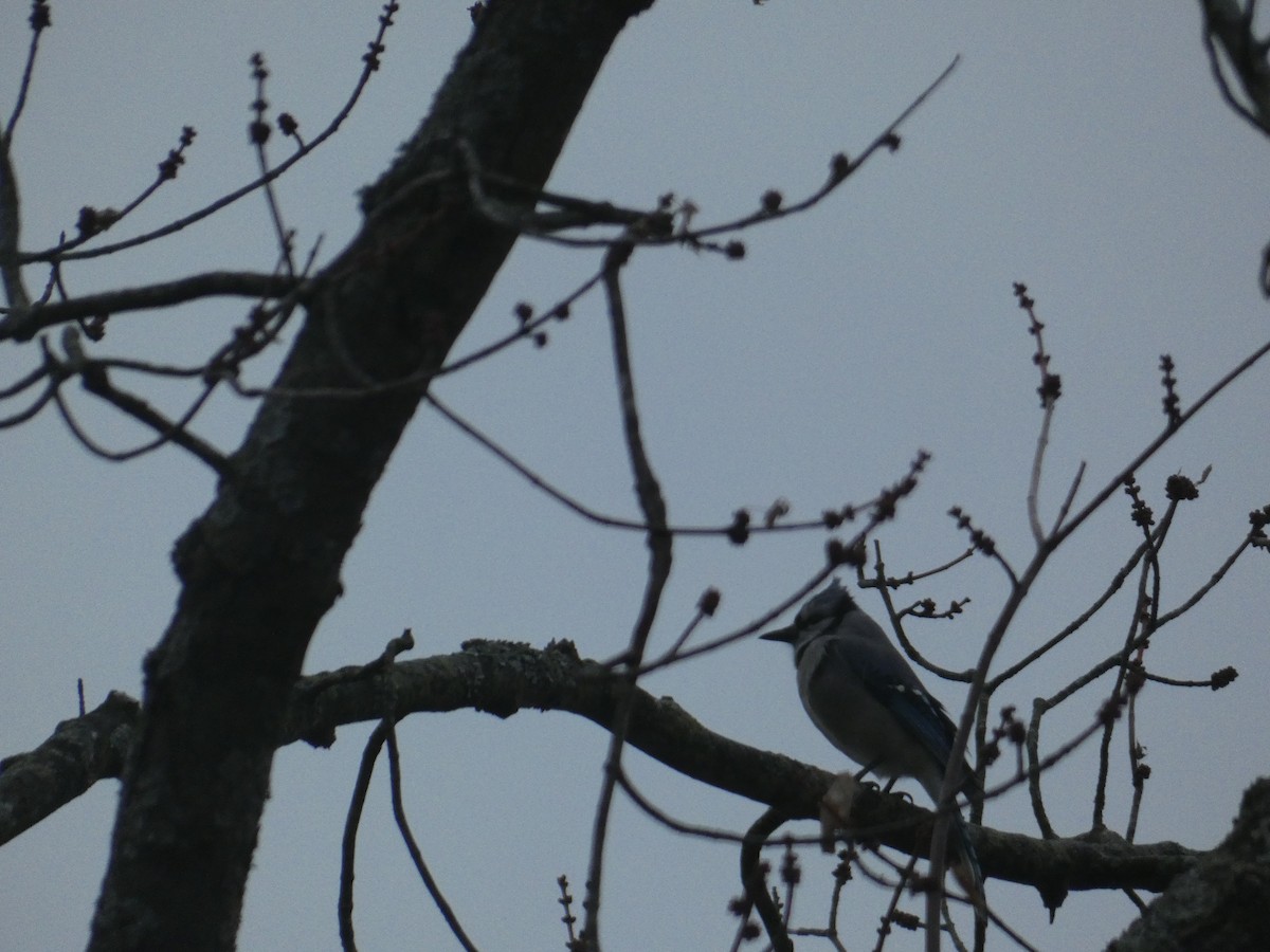 Blue Jay - ML645866721