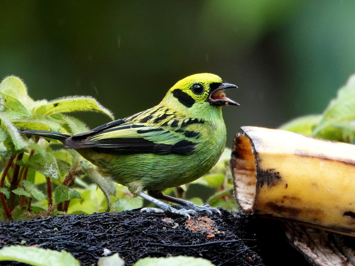 Emerald Tanager - ML645866722