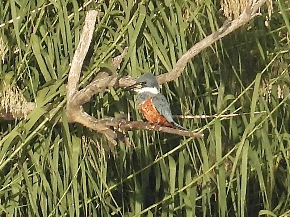 rybařík obojkový - ML645866723