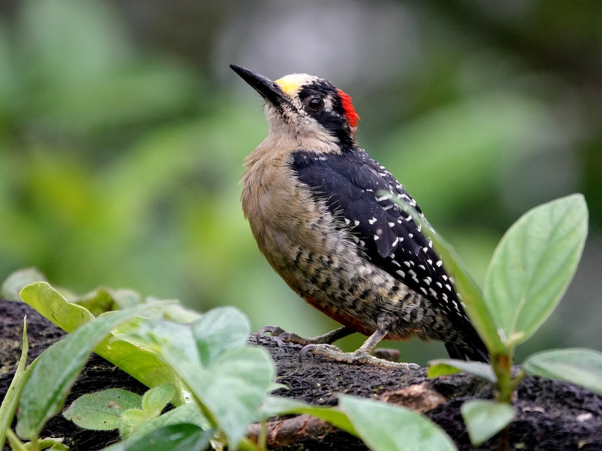 Black-cheeked Woodpecker - ML645866727