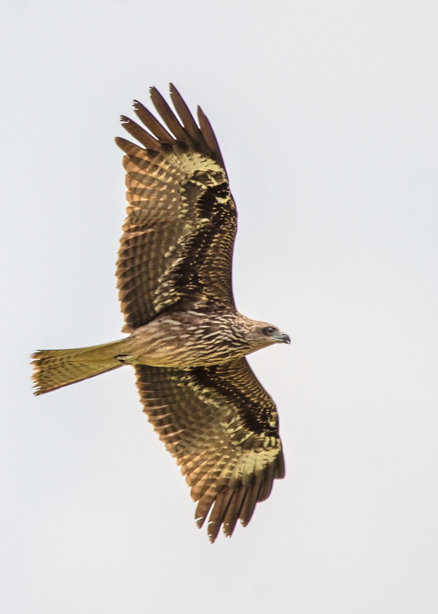 Black Kite - ML645866730