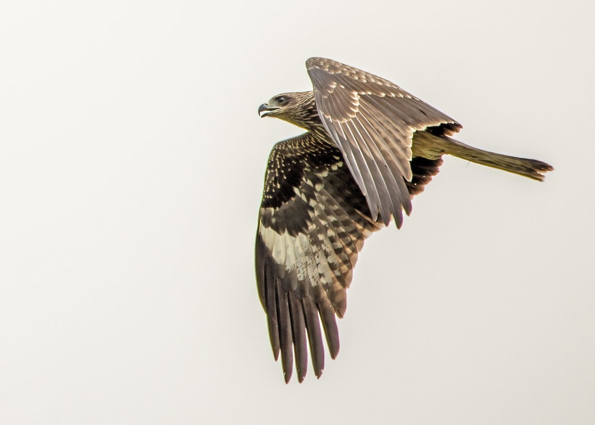 Black Kite - ML645866731