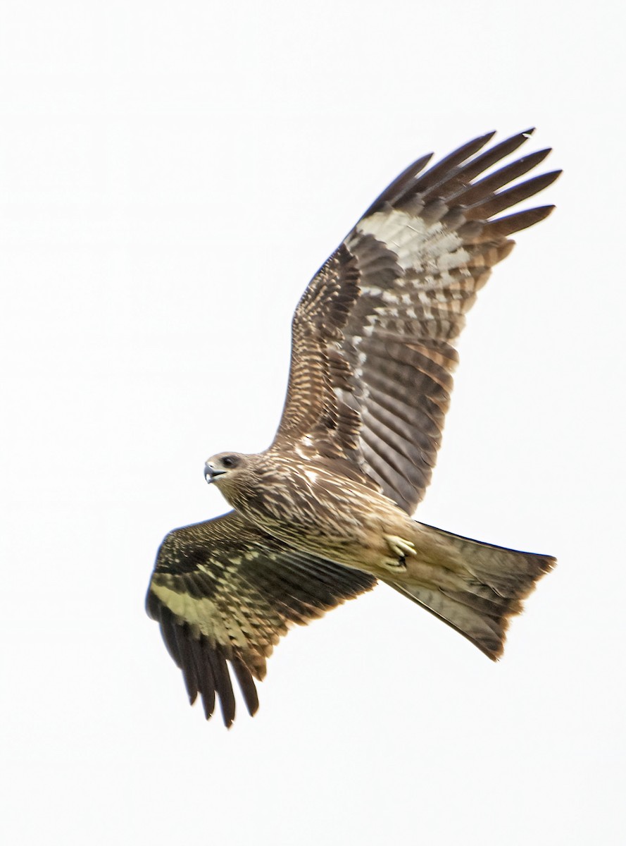 Black Kite - ML645866732