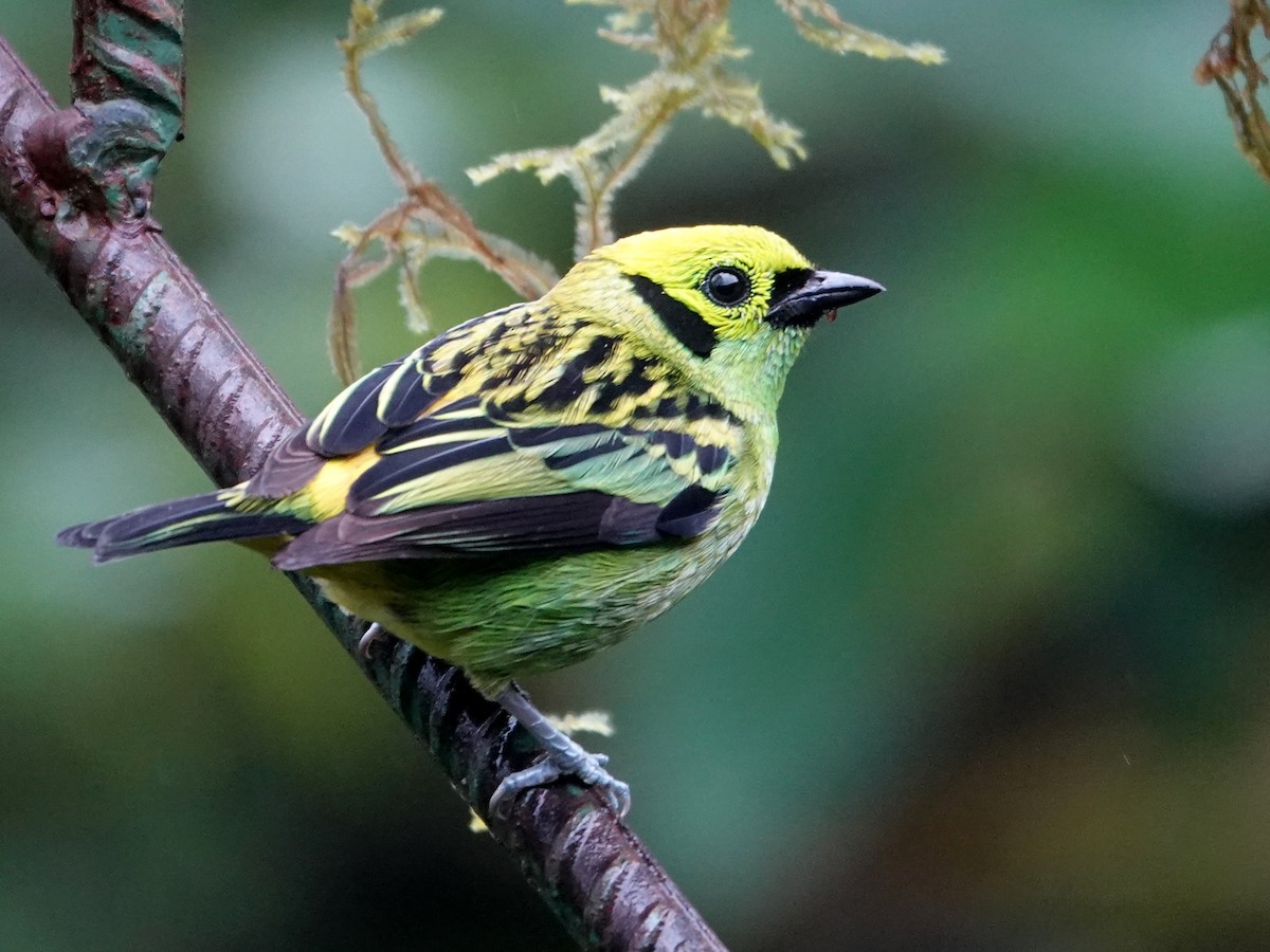 Emerald Tanager - ML645866738