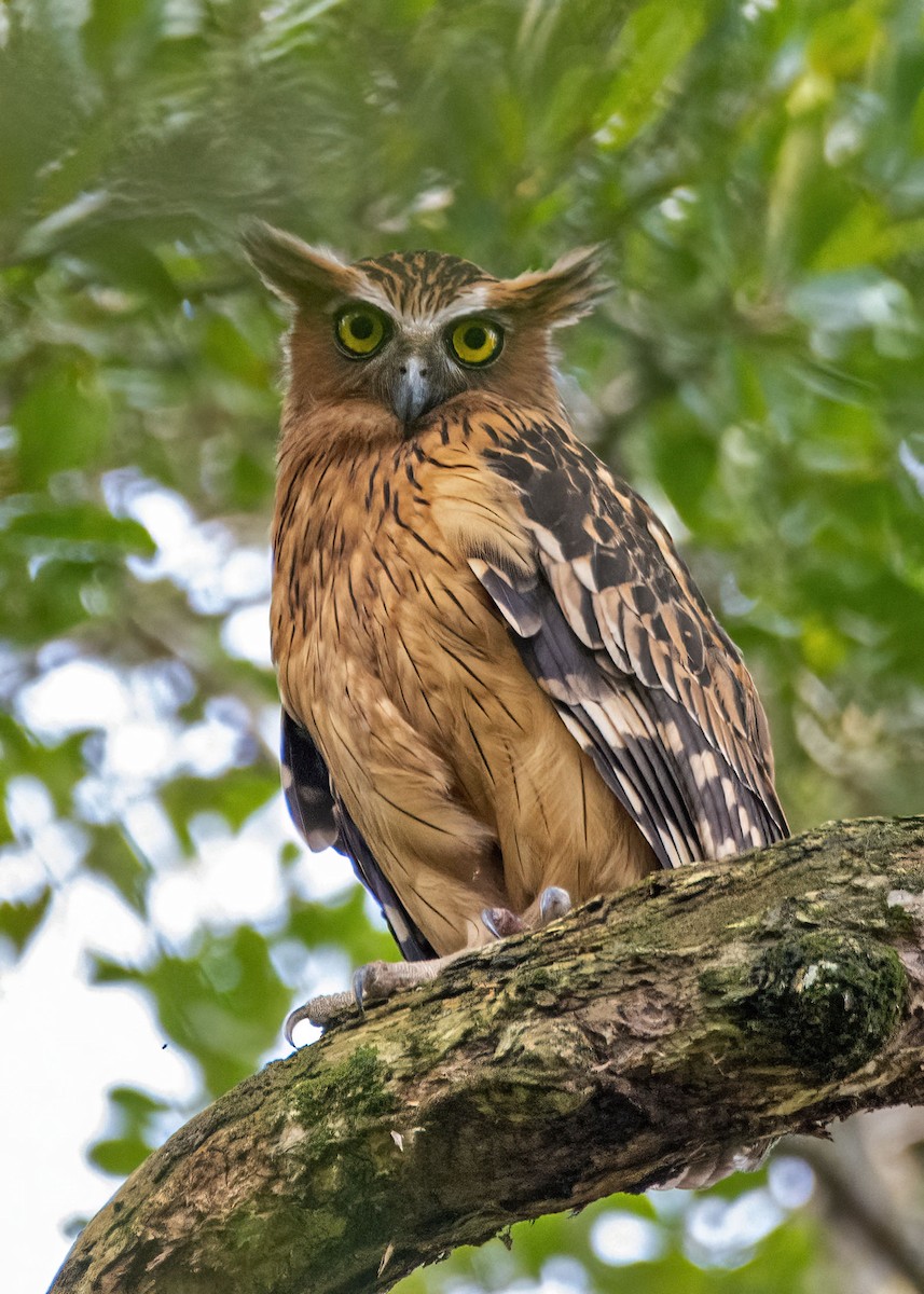 Buffy Fish-Owl - ML645866739