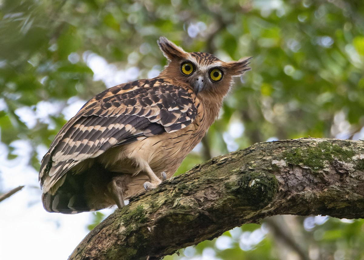 Buffy Fish-Owl - ML645866740