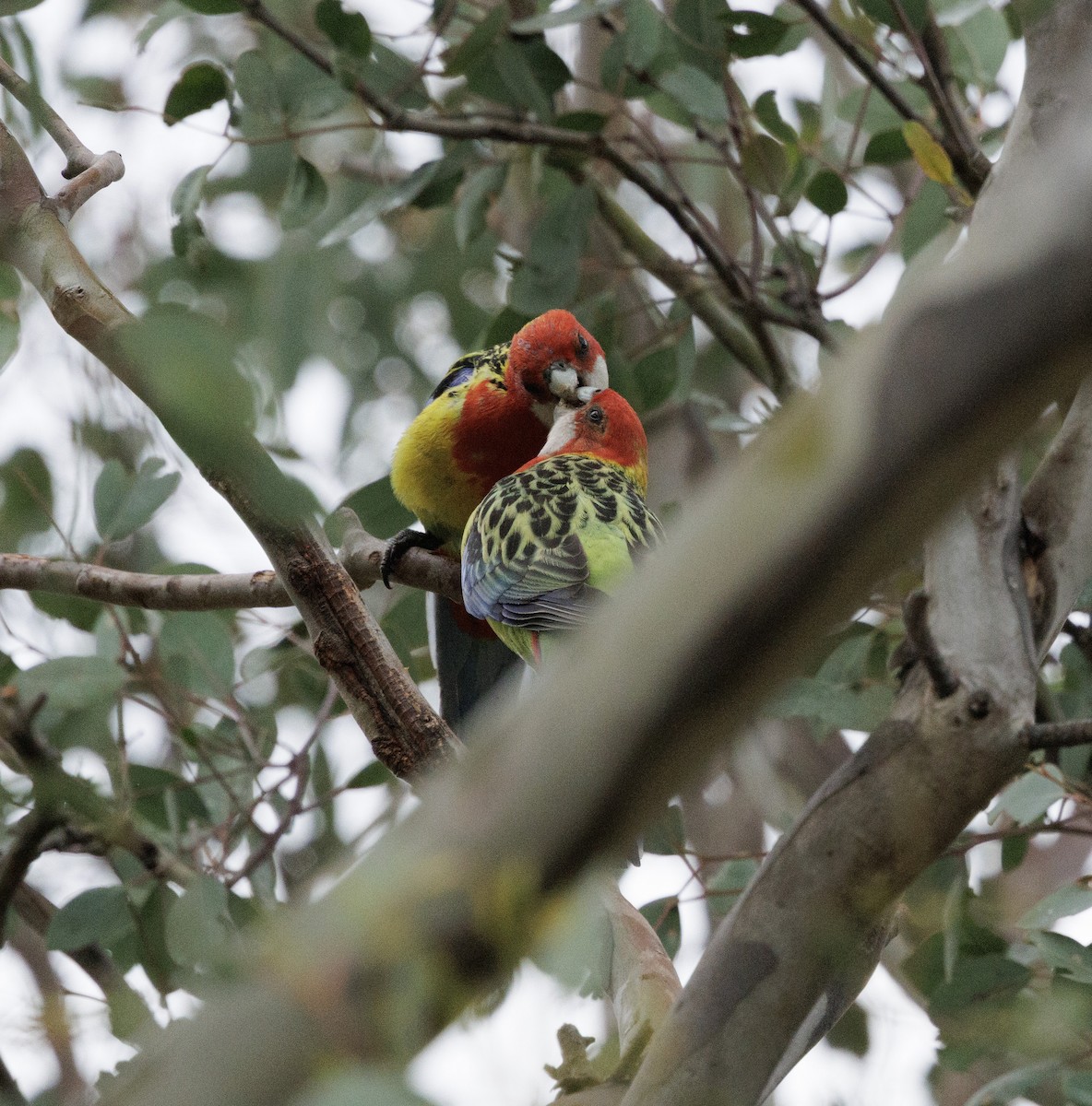 Eastern Rosella - ML645866742