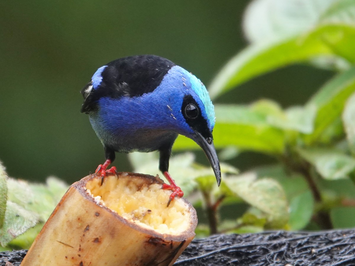 Red-legged Honeycreeper - ML645866744