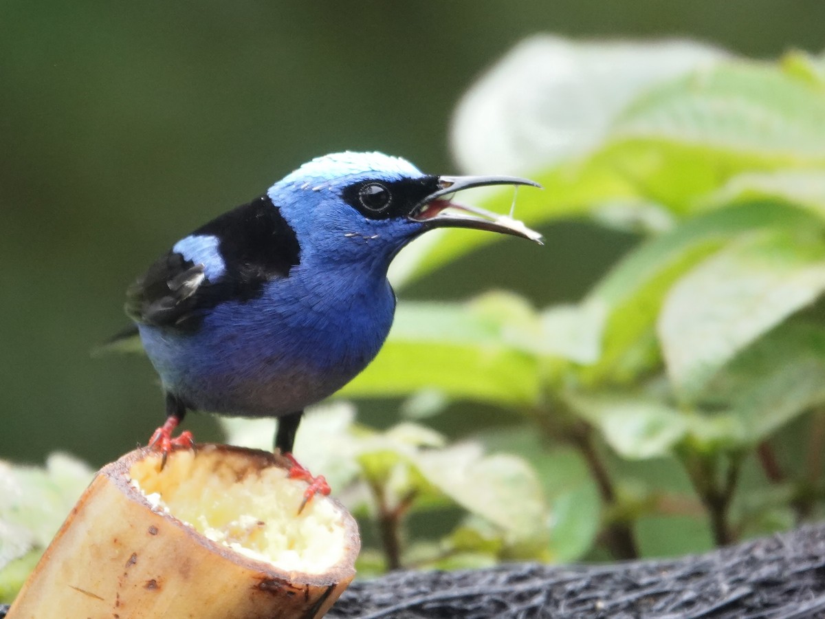 Red-legged Honeycreeper - ML645866745