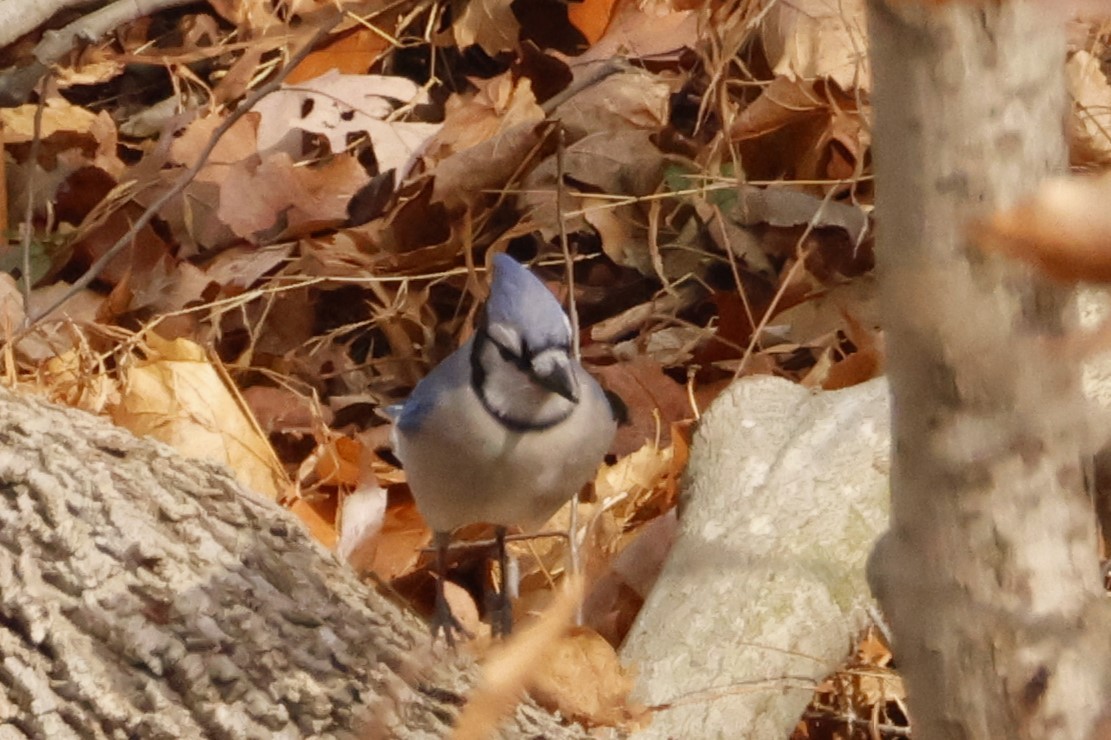 Blue Jay - ML645866746
