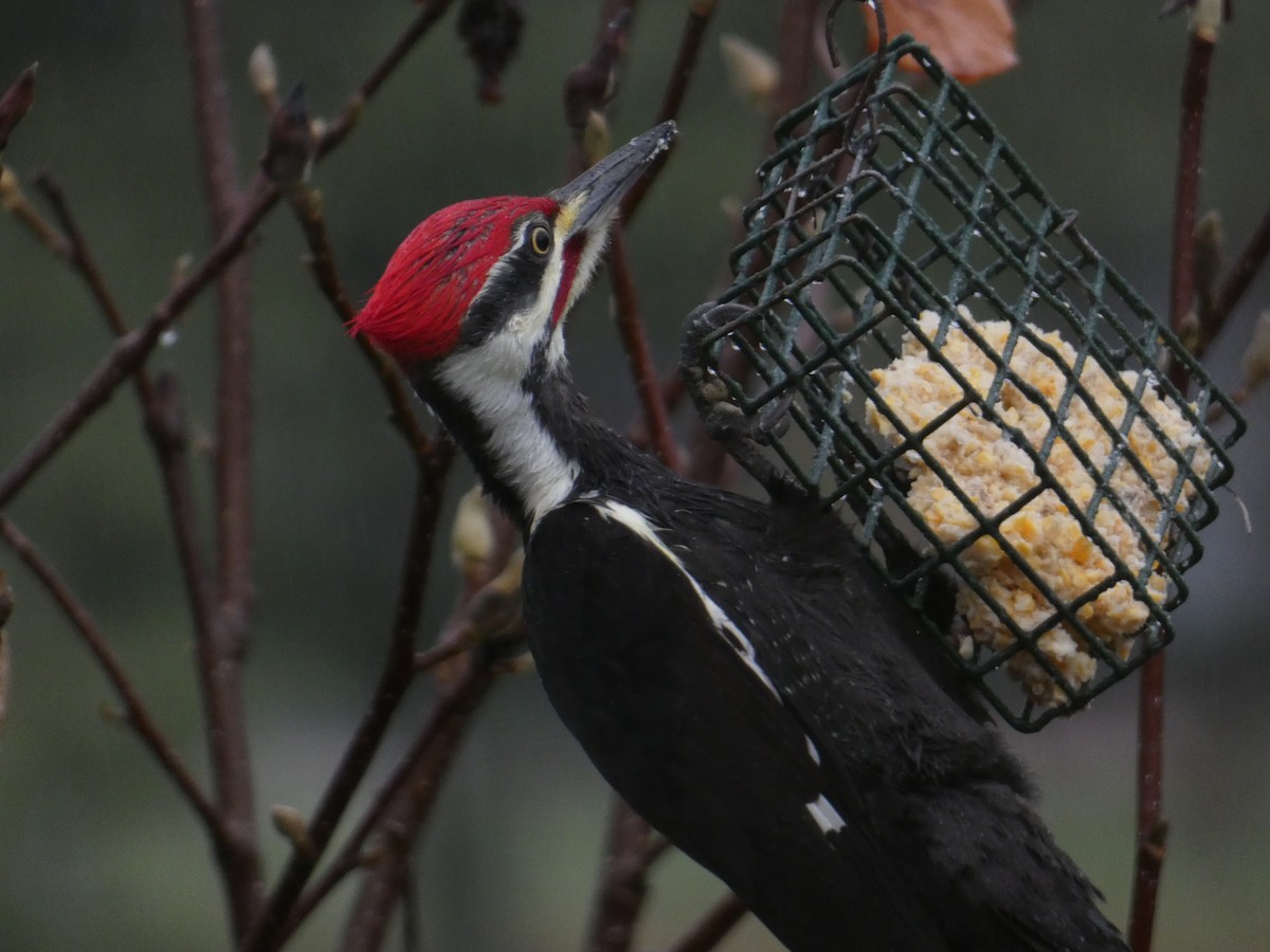 Жовна північна - ML645866750