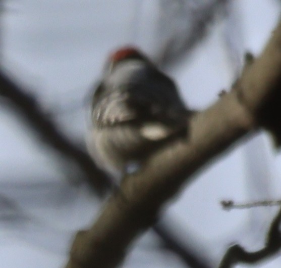 Downy Woodpecker - ML645866751