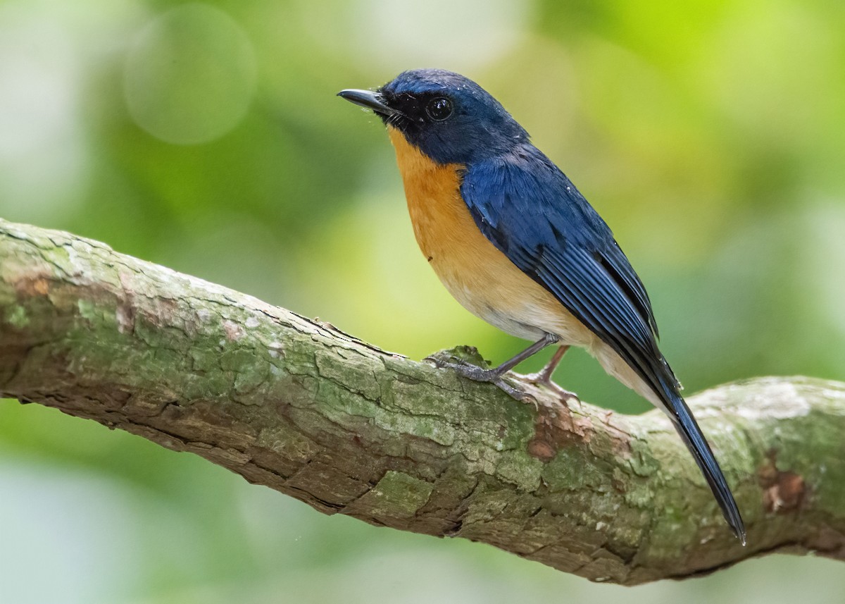 Mangrove Blue Flycatcher - ML645866753