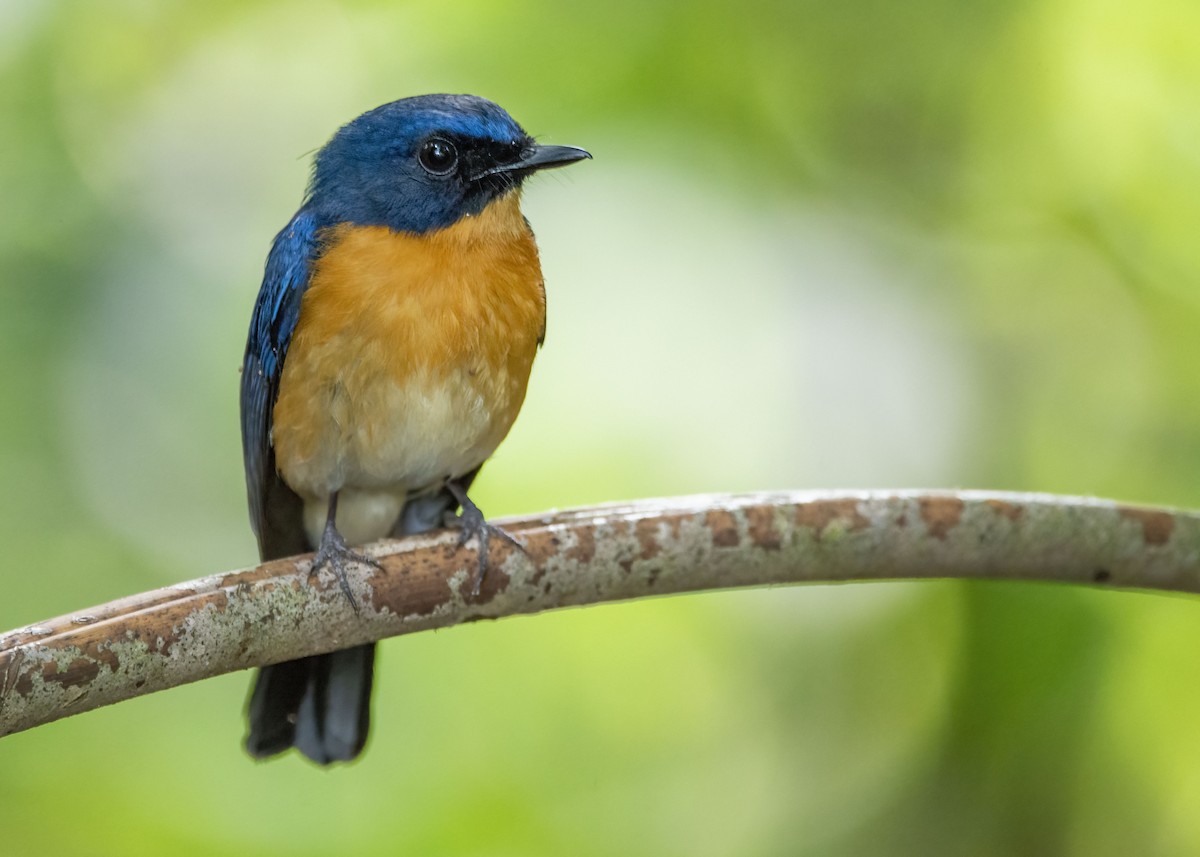 Mangrove Blue Flycatcher - ML645866754