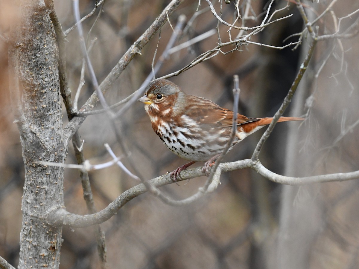 strnadec kaštanový - ML645866758