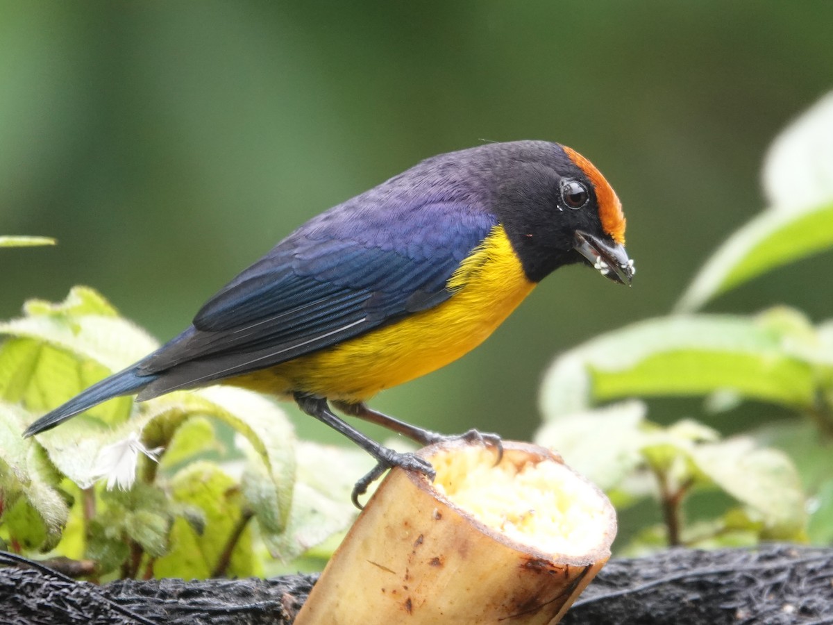Tawny-capped Euphonia - ML645866760