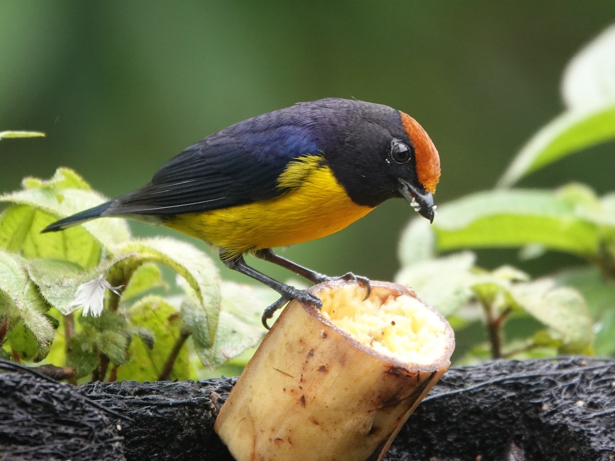 Tawny-capped Euphonia - ML645866761