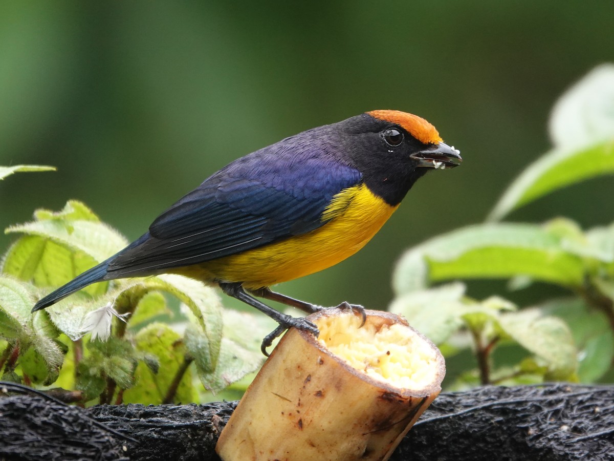 Tawny-capped Euphonia - ML645866762