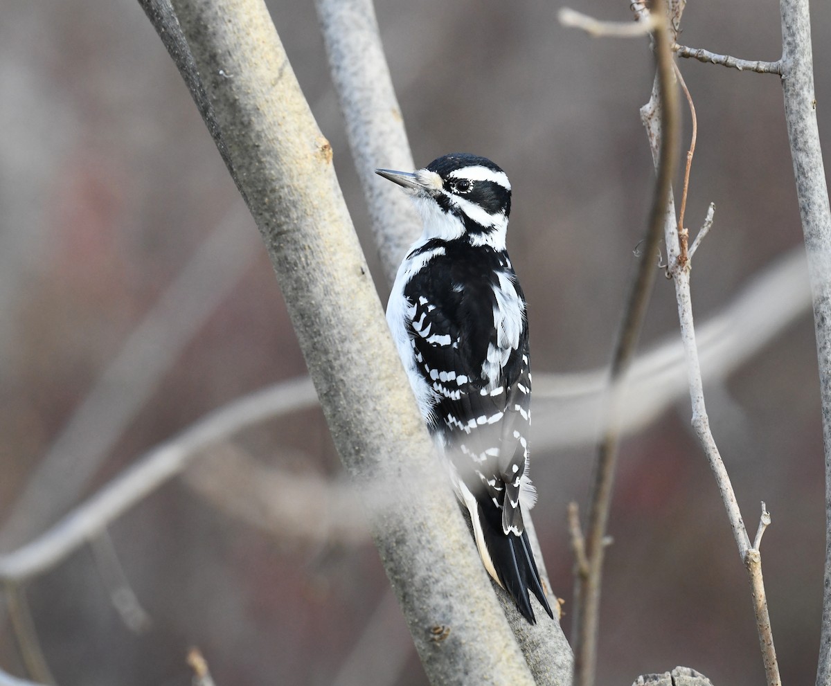 strakapoud americký - ML645866763