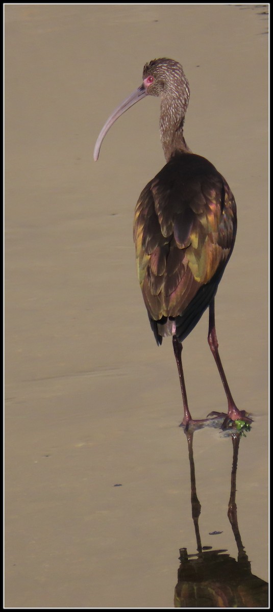 Beltzaran musuzuria - ML645866764