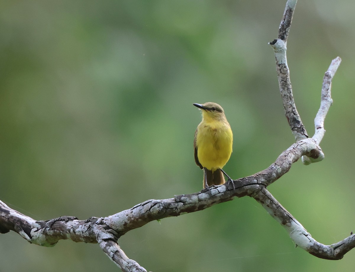 Cattle Tyrant - ML645866765