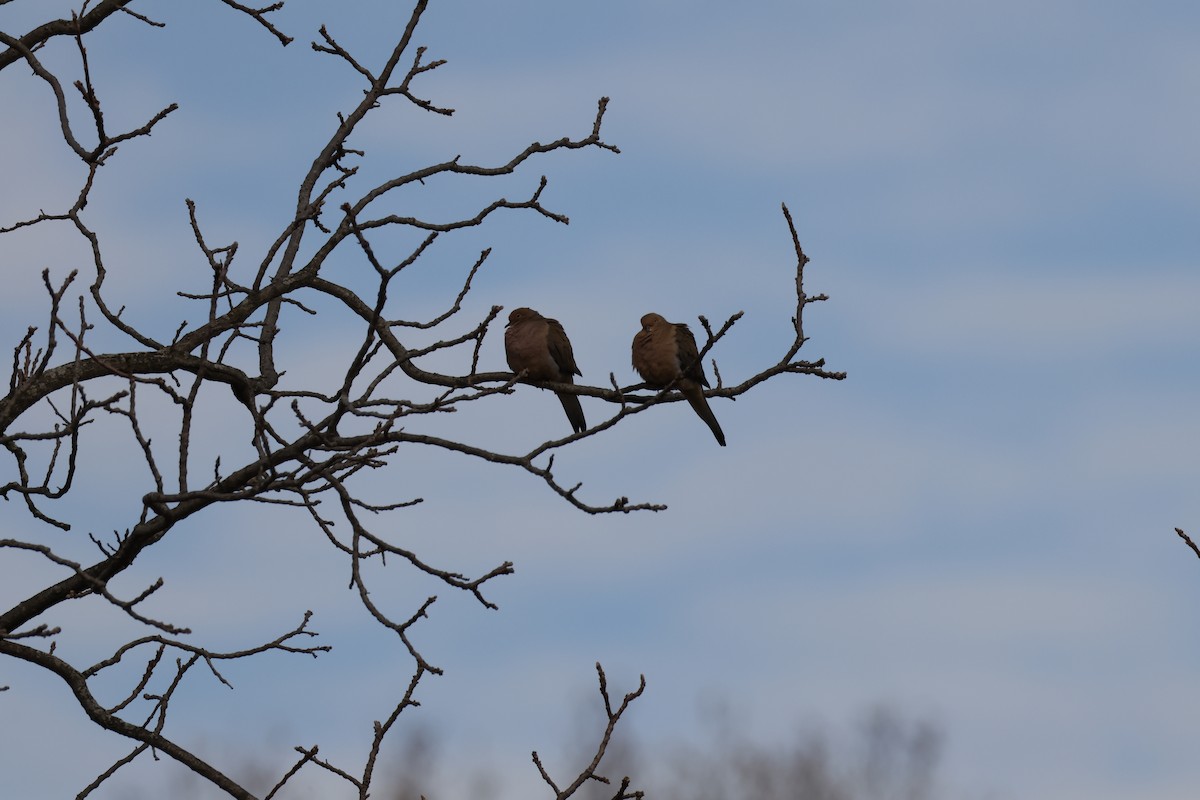 Mourning Dove - ML645866769