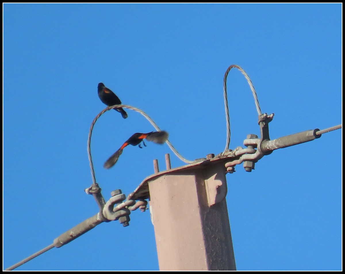 Красноплечий трупиал - ML645866777