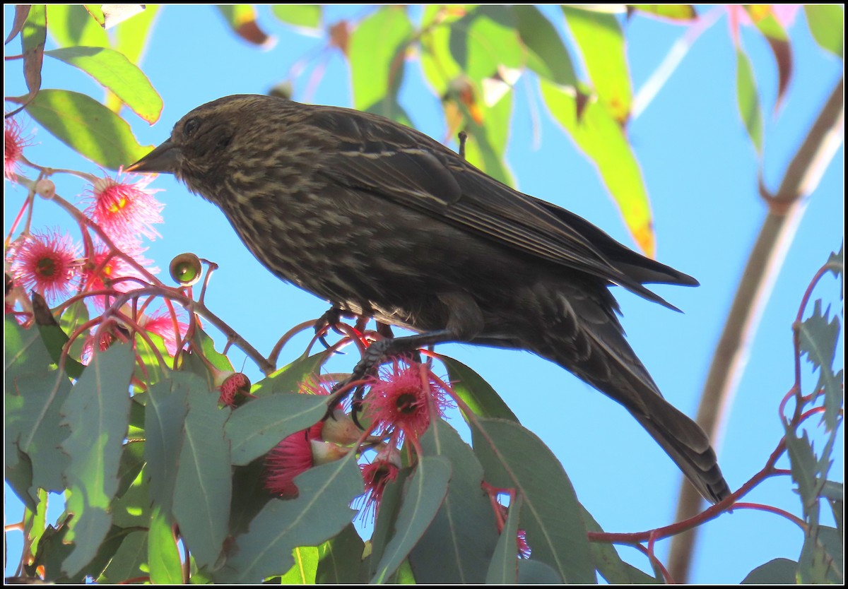 Красноплечий трупиал - ML645866778