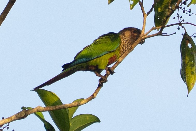 Cotorra de Santarém - ML645866780