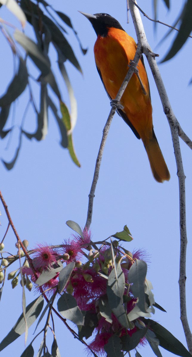 Балтиморский трупиал - ML645866782