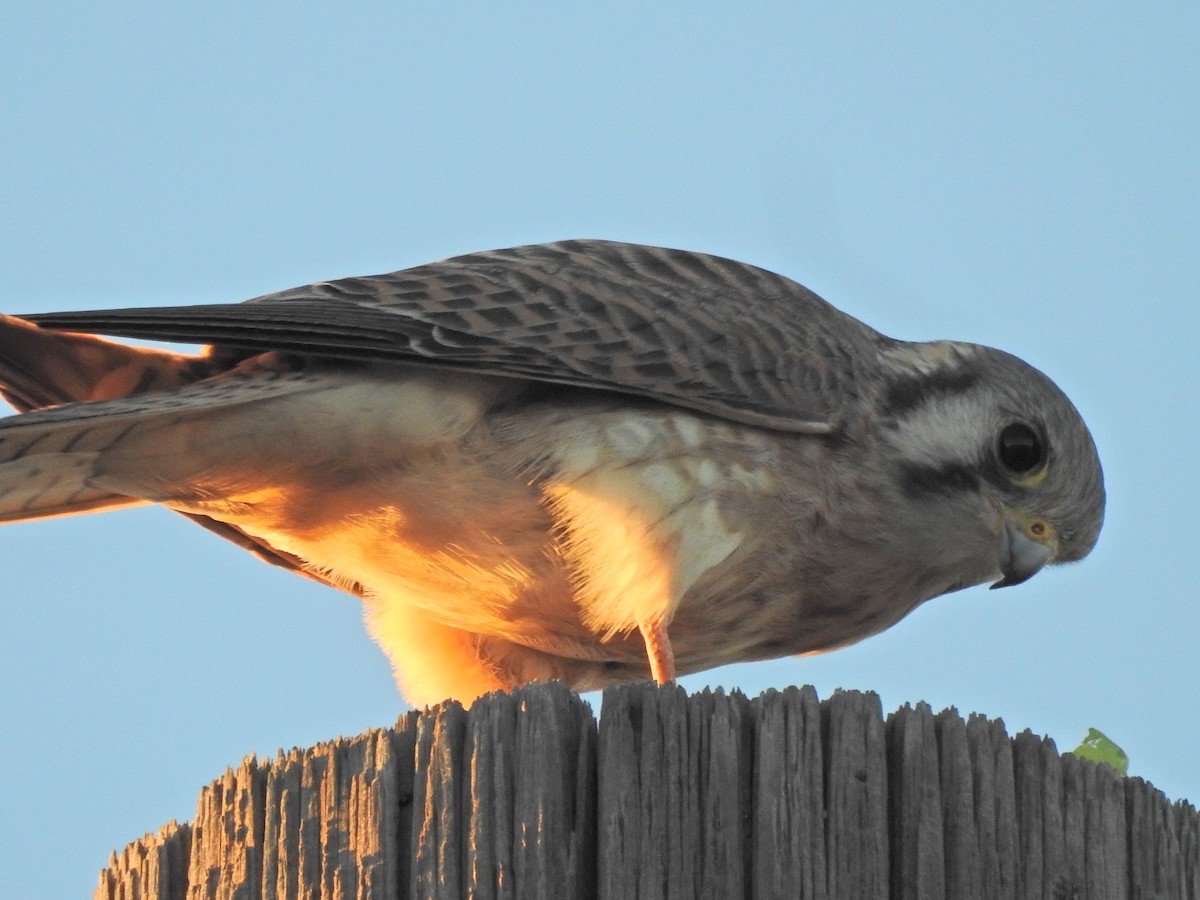 American Kestrel - ML645866783