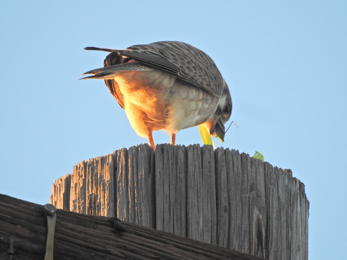 American Kestrel - ML645866784