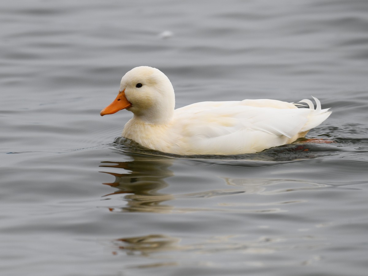 kachna domácí - ML645866785