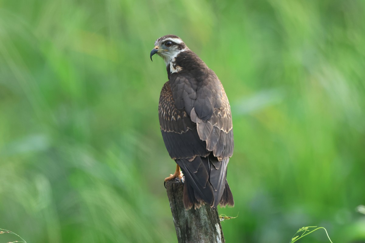 Snail Kite - ML645866786