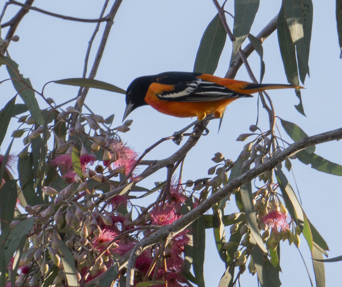 Балтиморский трупиал - ML645866788