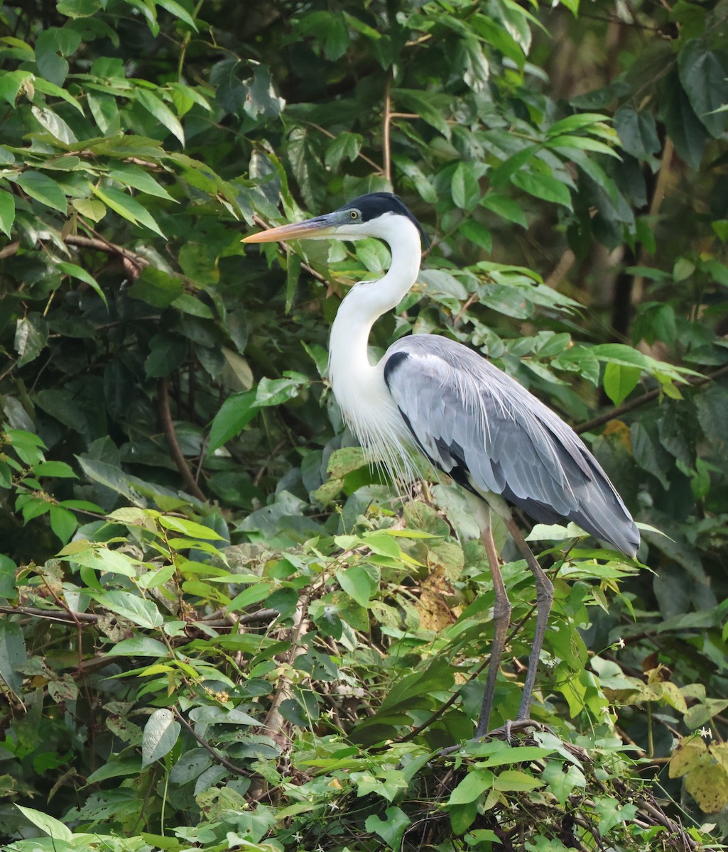 Cocoi Heron - ML645866792