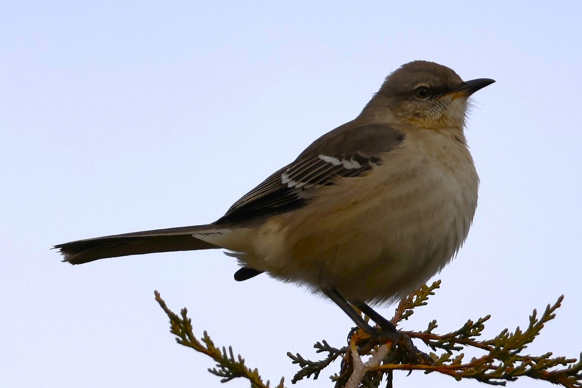 Northern Mockingbird - ML645866793
