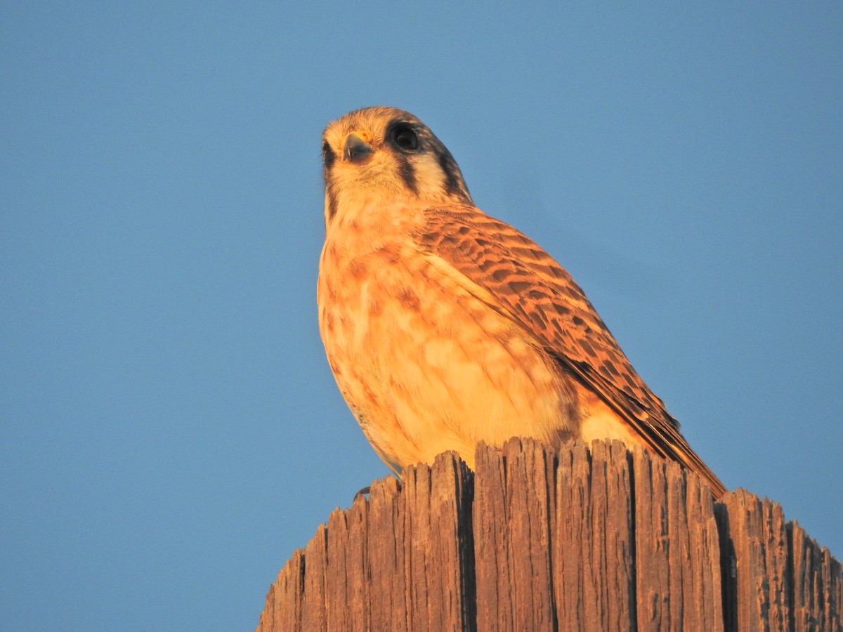 American Kestrel - ML645866795