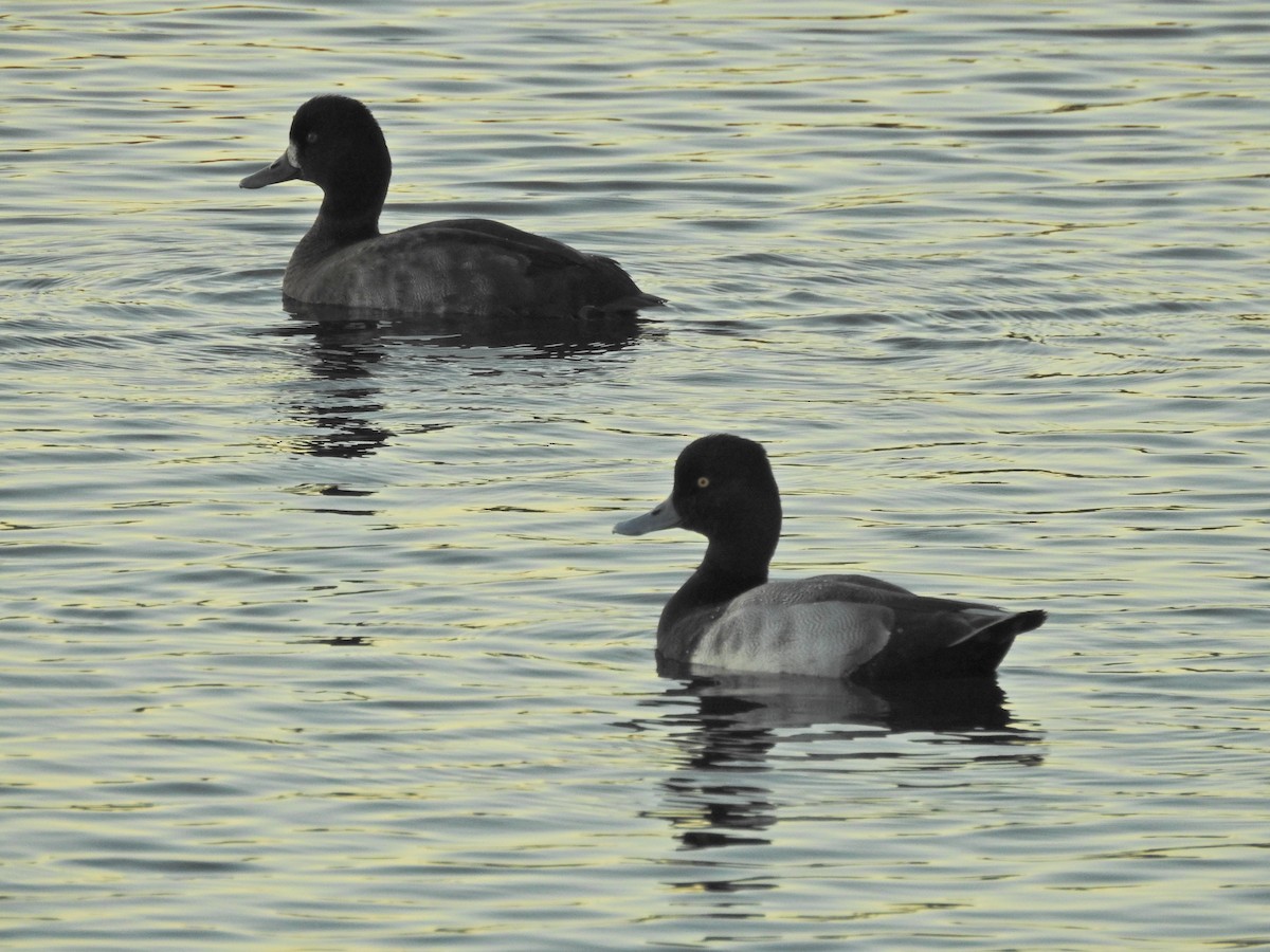 コスズガモ - ML645866802