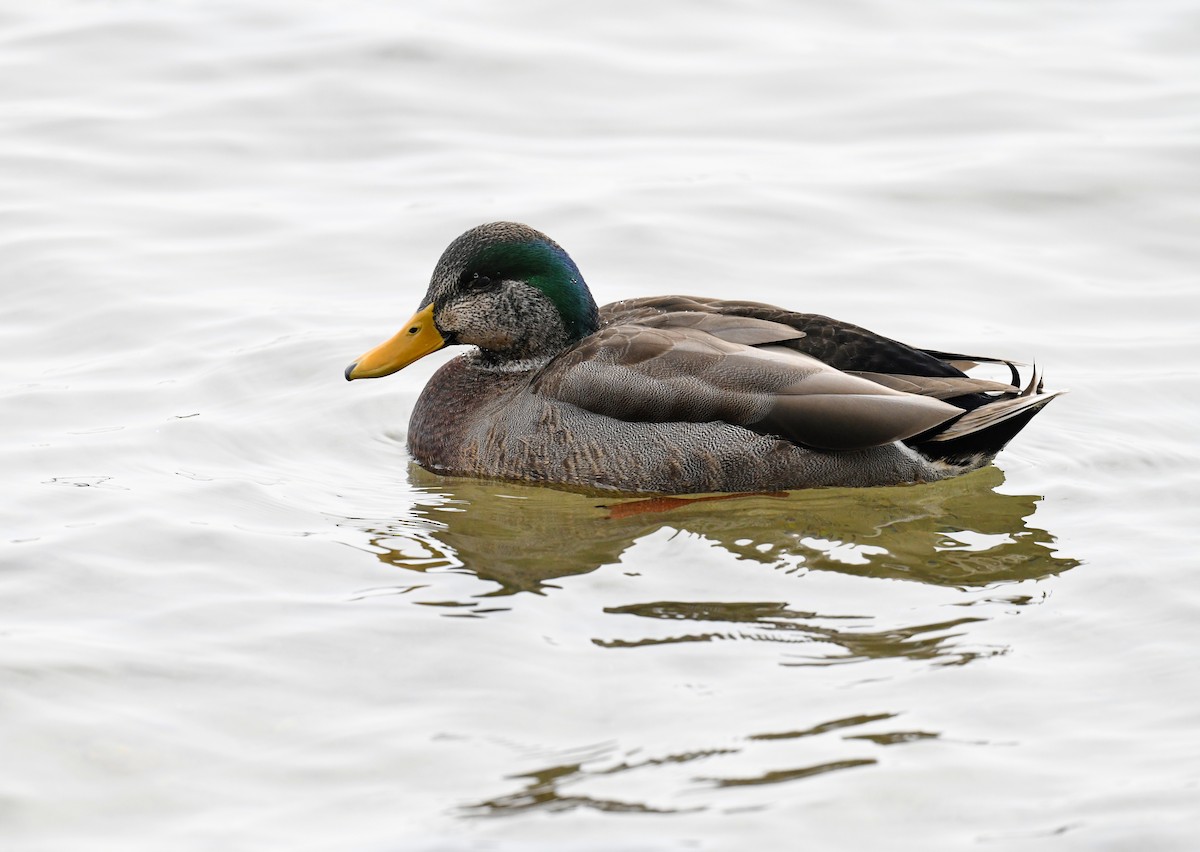 kachna divoká x tmavá (hybrid) - ML645866808