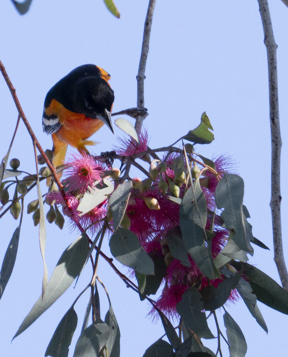 Балтиморский трупиал - ML645866820