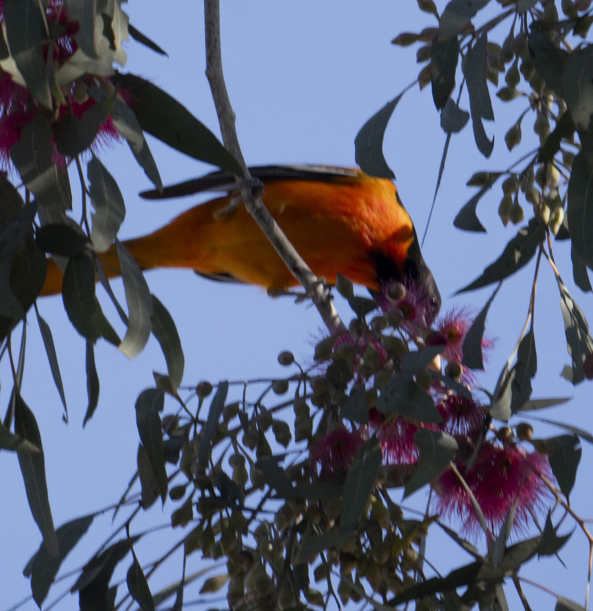 Балтиморский трупиал - ML645866821