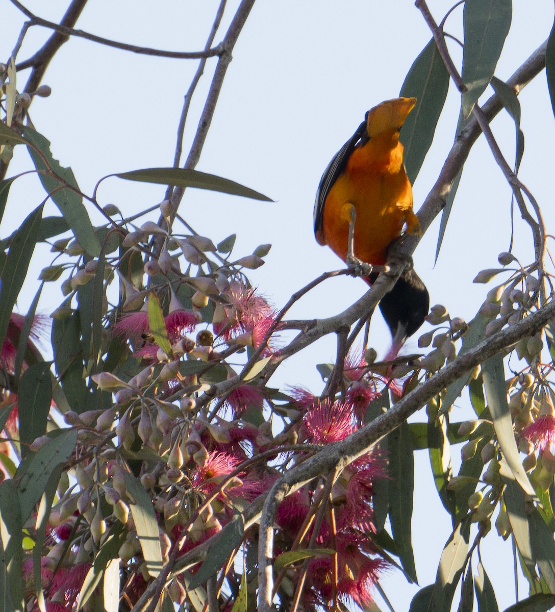 Балтиморский трупиал - ML645866823