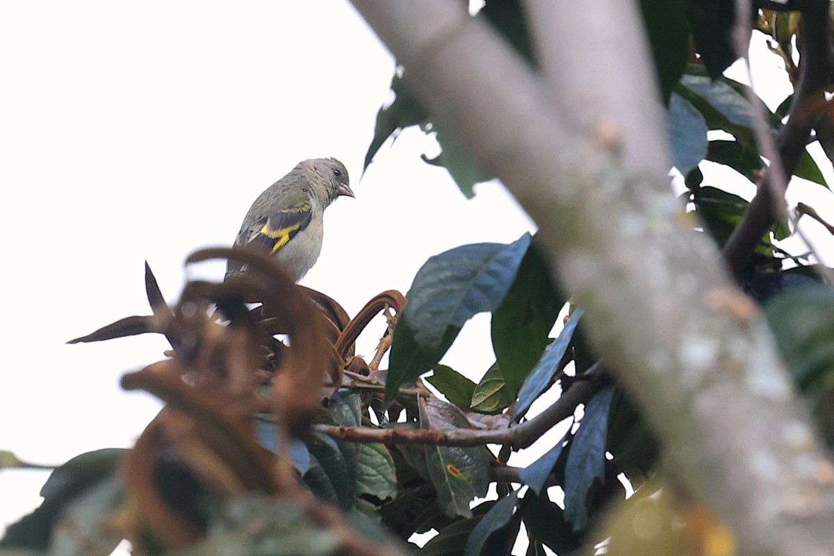Hooded Siskin - ML645866832