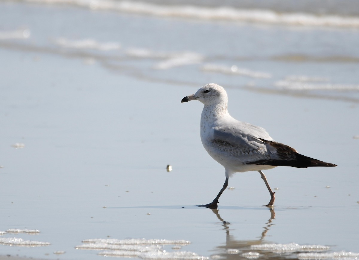 Ring-billed Gull - ML645866839